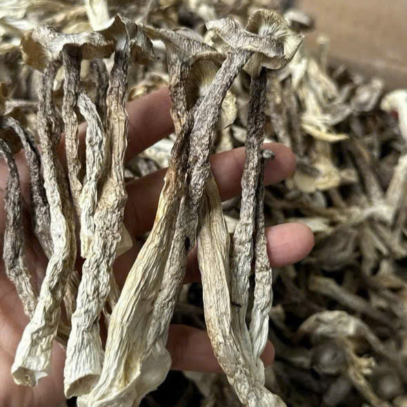 Nấm Lộc Nhung